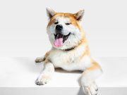 6 gestes simples pour garantir le bien-être mental de votre chien Garantir le bien-être mental de votre chien