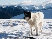 Les races de chien qui sont les plus adaptées au climat froid Les races de chien les plus adaptés au climat froid