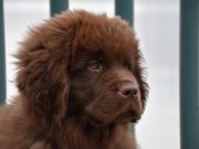 Les races de chien qui perdent le plus leur poils Races de chien qui perdent le plus leur poils