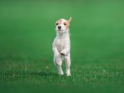 7 meilleures activités à faire avec votre chien ce printemps activités à faire avec votre chien ce printemps