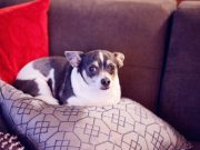 Quels sont les indices que votre chien est en surpoids ? Indices que votre chien est en surpoids