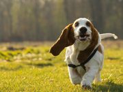 Comment obtenir un rappel efficace de votre chien ? les couleurs que voit un chien