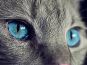 Quelles couleurs voient les yeux des chats ? Yeux des chats