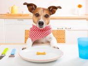 Mon chien a-t-il besoin de prendre des compléments alimentaires ? chien a besoin de prendre des compléments alimentaires pour sa santé