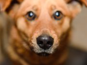 Est-ce que les chiens voient les couleurs ? Est-ce que les chiens voient les couleurs