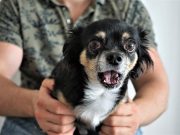 Ces 10 races de chiens sont les plus craintives noms originaux pour chihuahua