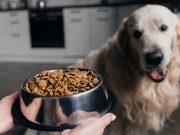 Combien de kilos de croquettes donner à son chien par mois ? Combien de kilos de croquettes donner à son chien par mois ?