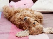 Comment commencer la journée en douceur avec votre chien ? commencer la journée en douceur avec votre chien