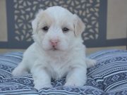 Quelles sont les petites races de chiens les plus calmes ? Races de petits chiens les plus calmes