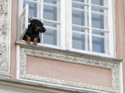 Comment aider son chien à s’adapter à la vie en ville ? S'adapter à la vie en ville