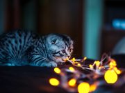Comment empêcher son chat de miauler la nuit ? empêcher son chat de miauler la nuit