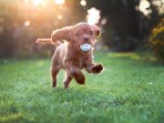 Comment gérer l’hyperactivité de votre chien ? gérer l'hyperactivité de votre chien