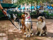 6 erreurs à ne pas commettre lors de l’interaction avec d’autres chiens dans un parc