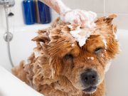 Comment choisir le meilleur shampoing adapté à votre chien ? choisir le meilleur shampoing adapté à votre chien