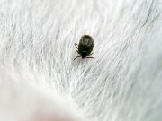 5 méthodes super efficaces pour éloigner les puces et les tiques de votre chien éloigner les puces et les tiques de votre chien