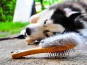 Les meilleurs conseils pour gérer la perte de poil chez votre chien conseils pour gérer la perte de poil chez votre chien