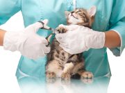 À quelle fréquence doit-on emmener son chat chez le vétérinaire ? fréquence emmener son chat chez le vétérinaire