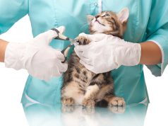 À quelle fréquence doit-on emmener son chat chez le vétérinaire ? fréquence emmener son chat chez le vétérinaire