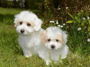 5 plus belles races de petits chiens blancs Petits chiens blancs