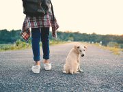 Quelle race de chien adopter selon son mode de vie ? race de chien adopter selon son mode de vie