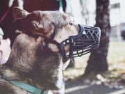 Ces 9 races de chien devraient porter une muselière en public