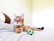 Les races de chat qui adorent jouer avec leur maitre races de chat qui adorent jouer avec leur maitre