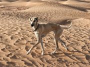 Quelles sont les plus belles races de chien de couleur sable ? races de chien de couleur sable