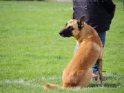 Quelles races de chien ont besoin d’un maître autoritaire ?