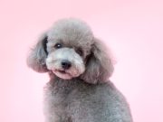 Quelles sont les plus belles races de chien au pelage lilac ? races de chien au pelage lilac