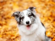 Les plus belles races de chien au pelage de couleur merle races de chien au pelage de couleur merle