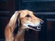 Les plus belles races de chien au pelage fauve Chien au pelage fauve