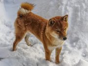 7 races de chien qui ne sont pas du tout commode Peu commode