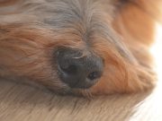 Ces races de chien ont un odorat plus développé au monde chiens savent faire