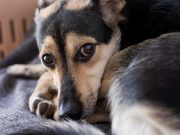 Les parties du corps de votre chien qu’il déteste qu’on touche Chien déteste qu'on touche des parties de son corps