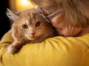 5 gestes d’amour que votre chat comprend Gestes d'amour