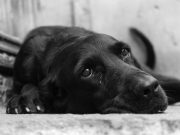 Mon chien semble triste, que puis-je faire ? Mon chien semble triste