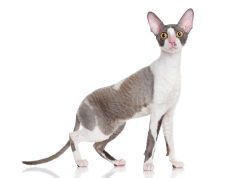 Le Cornish Rex : Caractère et alimentation de la race race de chat Cornish Rex