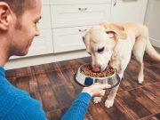 Quel type d’alimentation privilégier pour votre chien selon sa race ? type d'alimentation privilégier pour son chien selon sa race