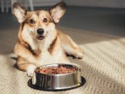 L’alimentation crue pour chien : bonne ou mauvaise idée ? alimentation crue pour chien
