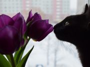 Voici les 5 plantes les plus toxiques pour les chats plantes les plus toxiques