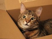 Pourquoi les chats aiment-ils les cartons ? Pourquoi les chats aiment-ils les cartons ?
