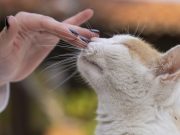 Comment caresser votre chat pour lui faire vraiment plaisir ? Caresser son chat