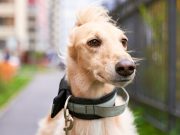 4 choses que les chiens savent faire et pas nous choses que nos chiens savent faire