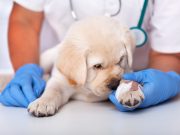 Les choses indispensables à avoir pour l’arrivée d’un chiot choses indispensables pour l'arrivée d'un chiot