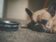 Que faire si mon chien refuse de manger ? refus de manger du chien