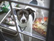 Quelles sont activités simples qui peuvent aider à calmer un chien anxieux ?