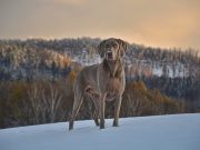 Pourquoi mon chien tremble t-il ? Chien tremble