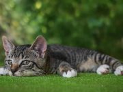 5 comportements qui montrent que votre chat s’ennuie Votre chat s'ennuie