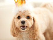 7 idées uniques pour marquer l’anniversaire de votre chien idées pour marquer l'anniversaire de votre chien