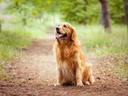 Quels indicateurs montrent que votre chien a besoin de plus d’exercice ? indicateurs votre chien a besoin de plus d'exercice